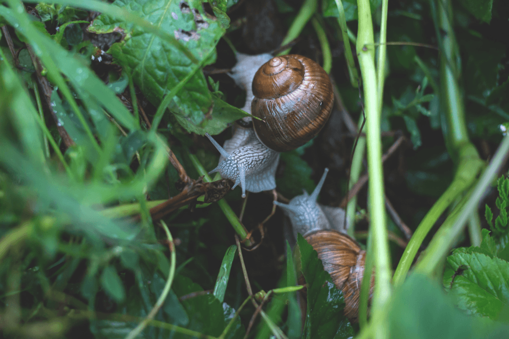 Molluscicide